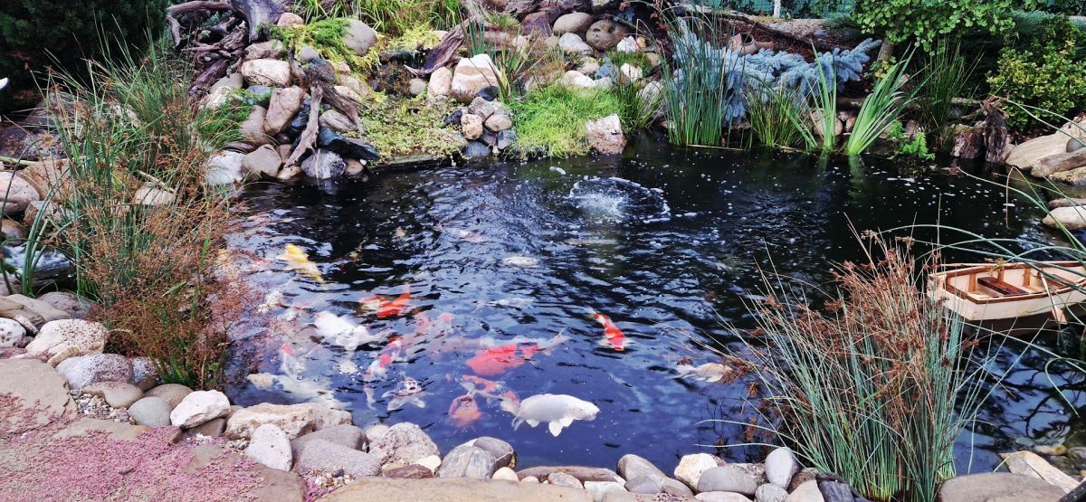 Iaz cu pești, crapi japonezi