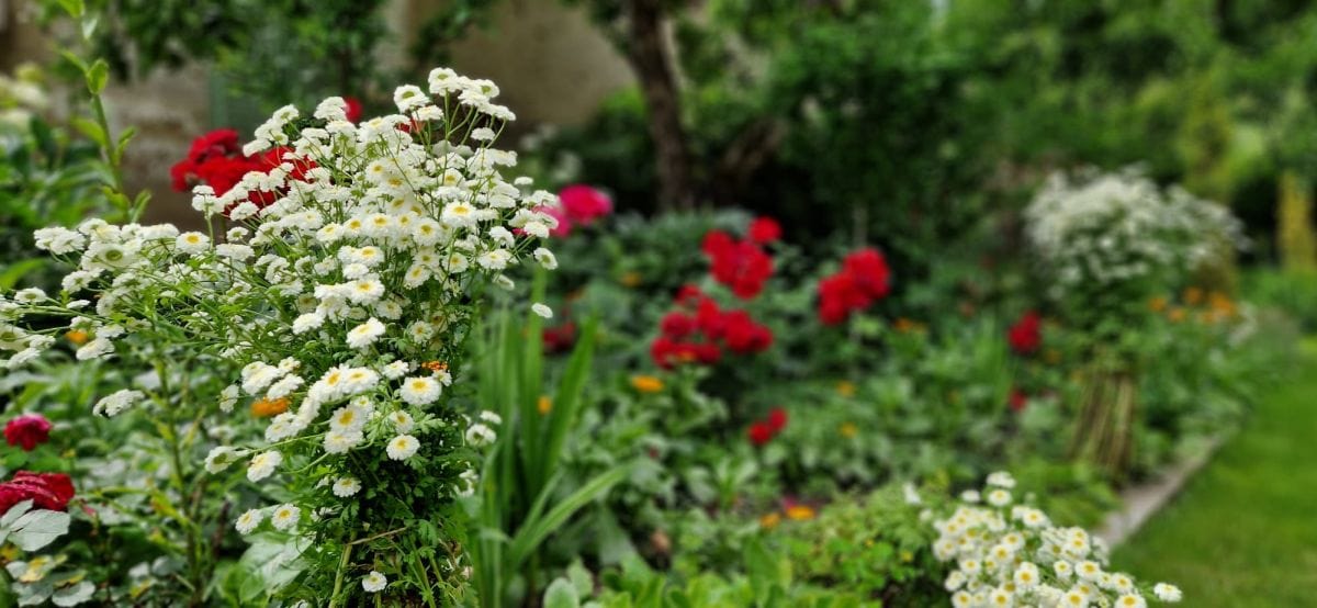 Grădina cu flori casă săsească